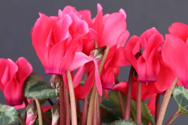 Cyclamen — Stockfoto