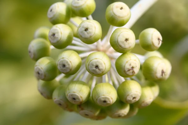 Pąki kwiatowe Fatsia Japaonica — Zdjęcie stockowe