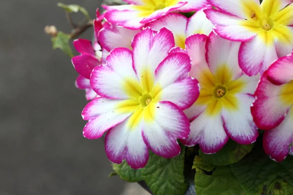 Růžové, bílé a žluté primula — Stock fotografie