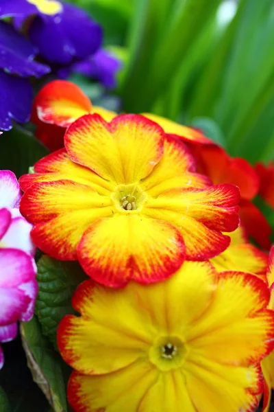 Primula amarelo e laranja — Fotografia de Stock