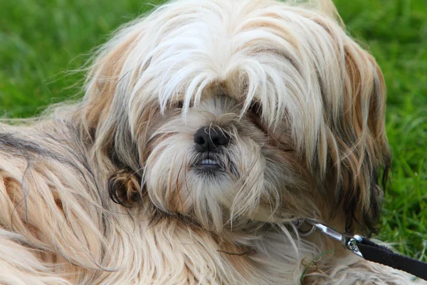 Shih Tzu. — Fotografia de Stock