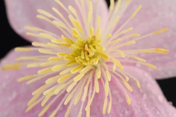 Clematis montana — Stock fotografie