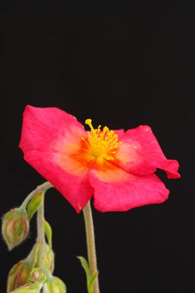 Helianthemum — Stok fotoğraf