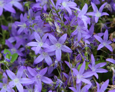 Çan çiçeği poscharskana