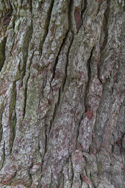 Bark fra trær – stockfoto