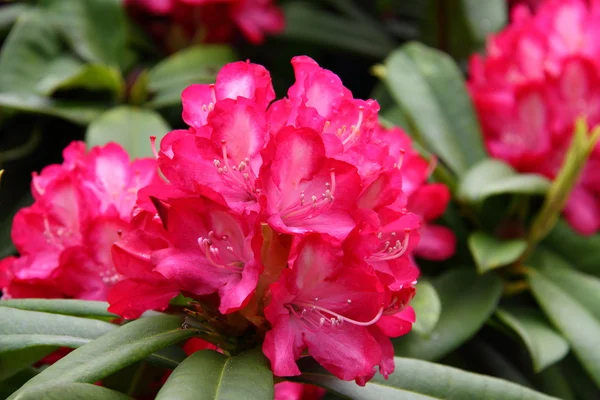 Rododendron — Stockfoto