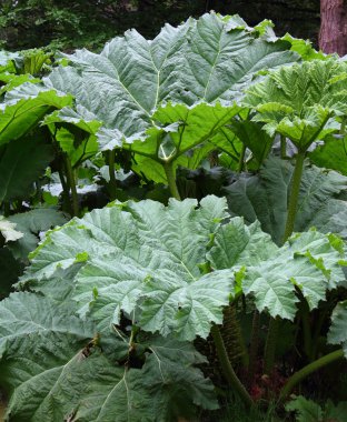 gunnera yaprak