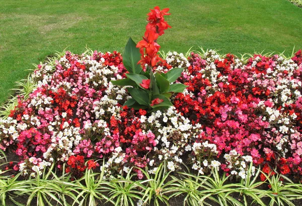 Begonia and canna — Stock Photo, Image