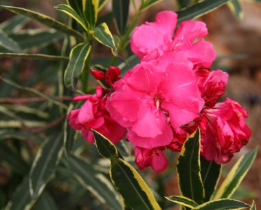 Çiçek kırmızı zakkum