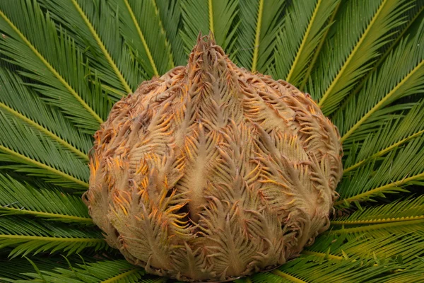 Nel mezzo di un impianto di cycas — Foto Stock