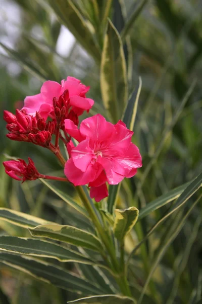 Rode oleander in volle bloei — Stockfoto