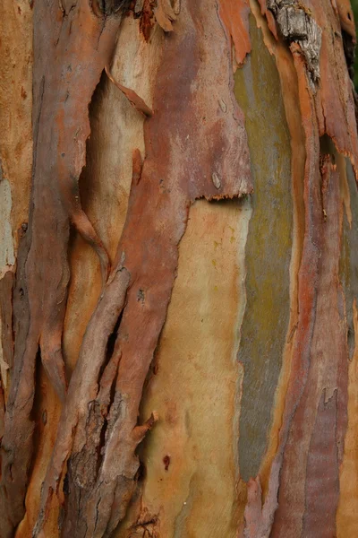 Skrelle bark fra trær – stockfoto