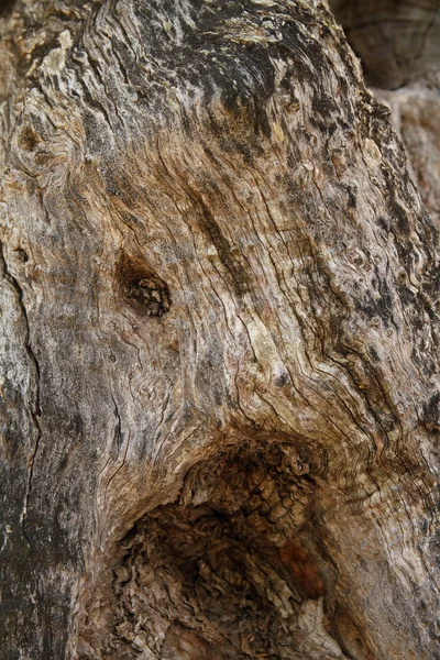 Olive tree bark background — Stock Photo, Image