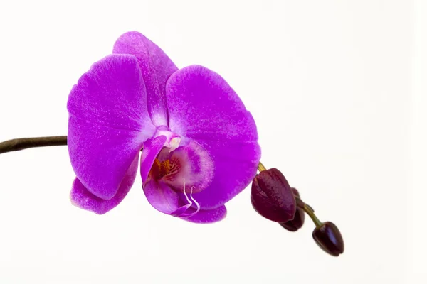 L'orchidée pourpre Photos De Stock Libres De Droits