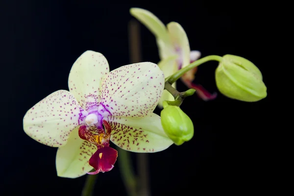 Die weiße Orchidee — Stockfoto