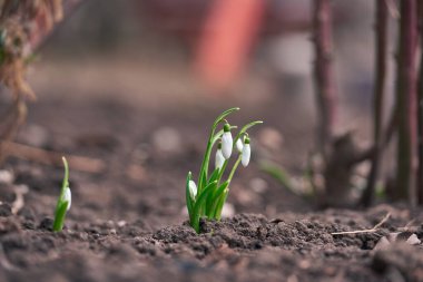 Kar damlası bahar çiçekleri. Narin Kar Damlası çiçeği bahar sembollerinden biridir.