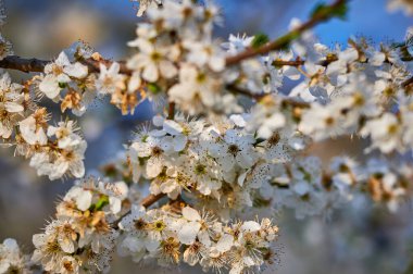 Çiçekli ağaç ve güneşli güzel doğa. Arka planı bulanık bahar çiçekleri. Seçici bir odak ile doğa arkaplanı üzerinde çiçek ağacı