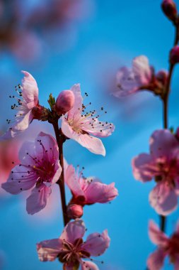 Çiçekli ağaç ve güneşli güzel doğa. Arka planı bulanık bahar çiçekleri. Seçici bir odak ile doğa arkaplanı üzerinde çiçek ağacı