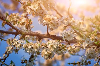 Çiçekli ağaç ve güneşli güzel doğa. Arka planı bulanık bahar çiçekleri. Seçici bir odak ile doğa arkaplanı üzerinde çiçek ağacı