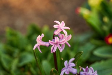 Çiçekli ağaç ve güneşli güzel doğa. Arka planı bulanık bahar çiçekleri. Seçici bir odak ile doğa arkaplanı üzerinde çiçek ağacı