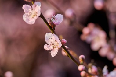Çiçekli ağaç ve güneşli güzel doğa. Arka planı bulanık bahar çiçekleri. Seçici bir odak ile doğa arkaplanı üzerinde çiçek ağacı