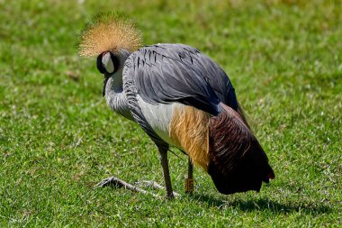 Gri Taç Turna Portresi (Balearica regulorum))