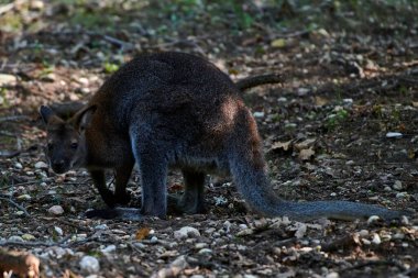 Kırmızı boyunlu valabi (Makropus rufogriseus) .