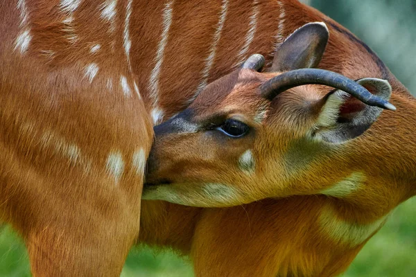 Weibliche Antilope Von Nowland Nyala Tragelaphus Angasii — Stockfoto