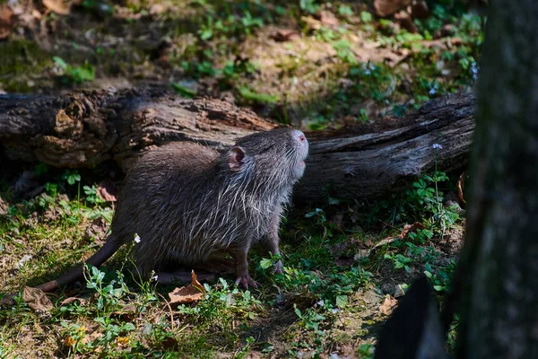 Nutria Coypu Rodent Water Animal Eats Grass — Stock Photo, Image