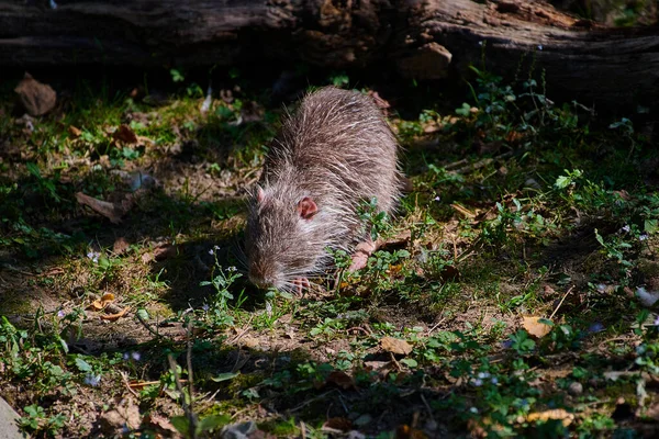 Nutria Coypu Gryzonie Zjadają Trawę — Zdjęcie stockowe