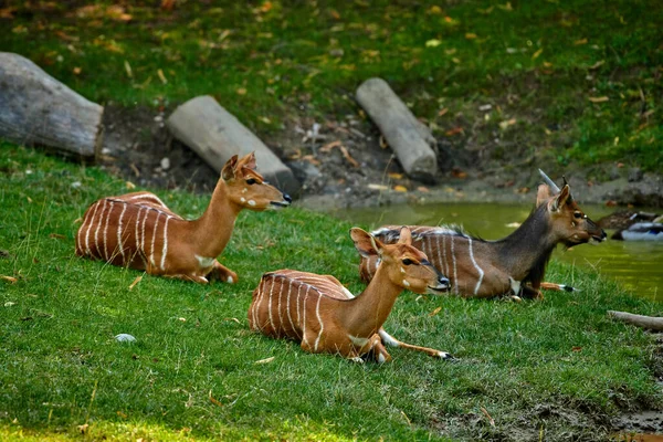 Weibliche Antilope Von Nowland Nyala Tragelaphus Angasii — Stockfoto