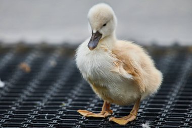 Dilsiz bir kuğunun şirin cygnetleri, Cygnus renkleri