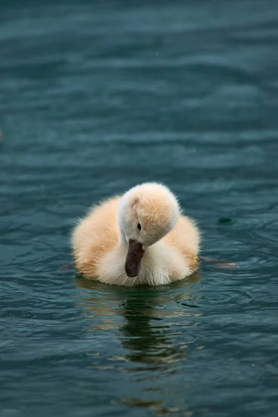 Aranyos Cygnet Egy Néma Hattyú Cygnus Olor — Stock Fotó