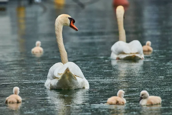 湖の上に小さなチックを持つ美しい白鳥の家族 — ストック写真