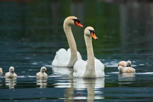 湖の上に小さなチックを持つ美しい白鳥の家族 — ストック写真