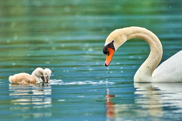 Beautiful White Swan Small Chicks Lake — Stock Photo, Image