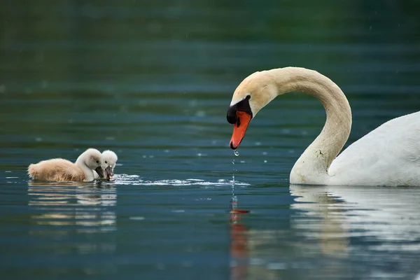 Beautiful White Swan Small Chicks Lake — Stock Photo, Image