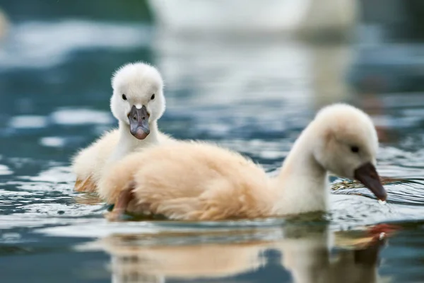 Roztomilé Cygnety Němé Labutě Cygnus Olor — Stock fotografie