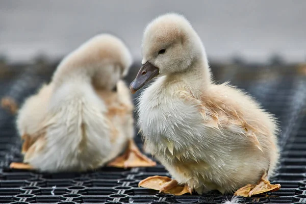 Cygnets Bonitos Cisne Mudo Cygnus Olor — Fotografia de Stock