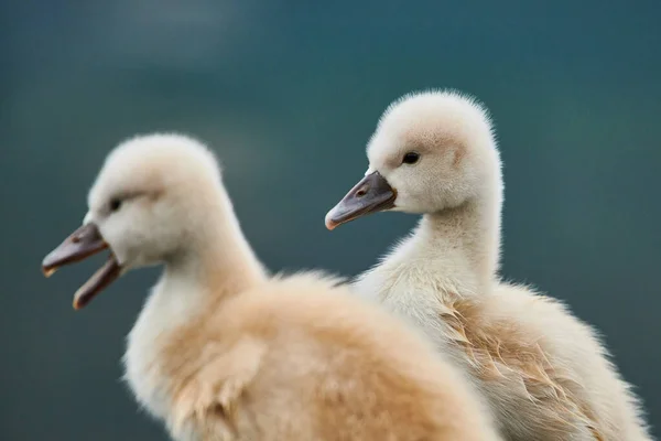 Cygnets Bonitos Cisne Mudo Cygnus Olor — Fotografia de Stock