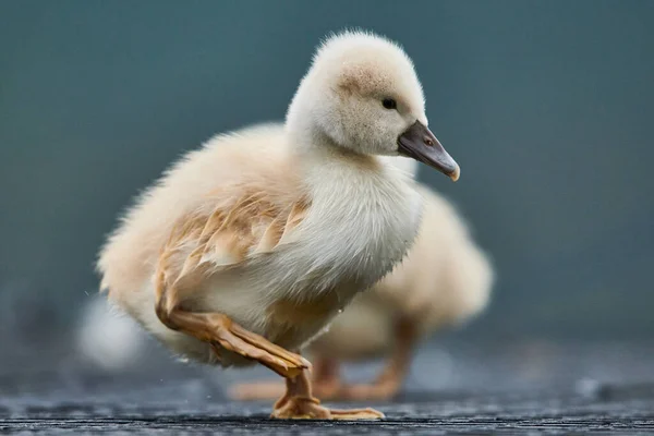 Aranyos Cygnet Egy Néma Hattyú Cygnus Olor — Stock Fotó