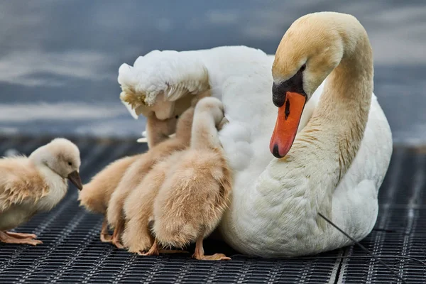 Cisne Branco Bonito Com Pintainhos Pequenos Lago — Fotografia de Stock