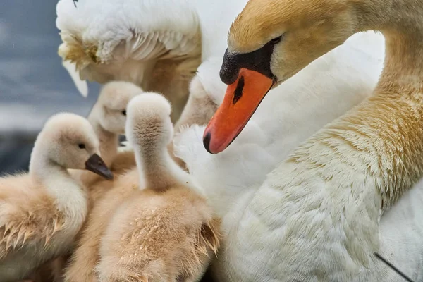 Cisne Branco Bonito Com Pintainhos Pequenos Lago — Fotografia de Stock