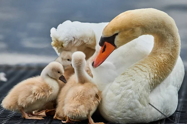 Cisne Branco Bonito Com Pintainhos Pequenos Lago — Fotografia de Stock