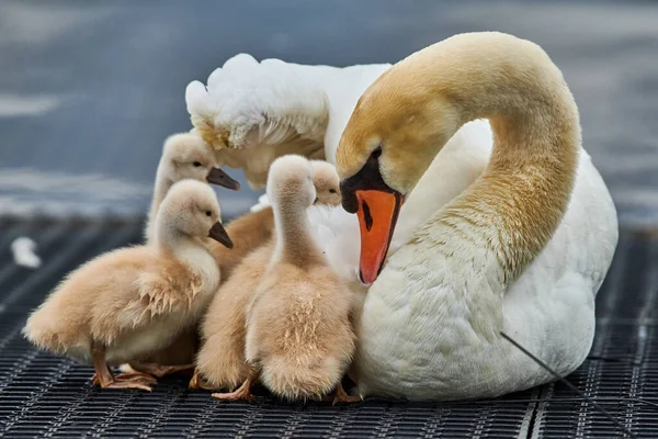 Cisne Branco Bonito Com Pintainhos Pequenos Lago — Fotografia de Stock