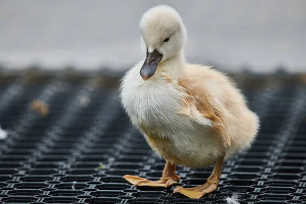 Cygnets Lucu Dari Angsa Bisu Cygnus Olor Stok Gambar