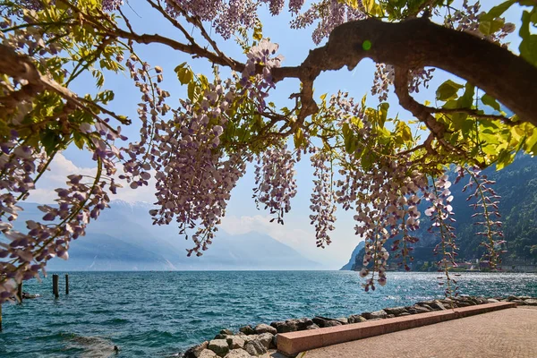 Pemandangan Indah Danau Garda Dikelilingi Oleh Pegunungan Riva Del Garda Stok Gambar Bebas Royalti