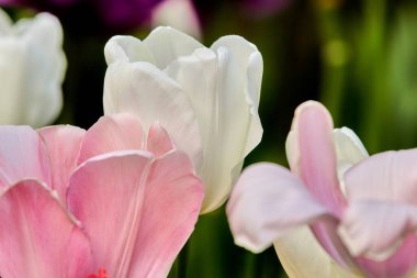 Baharda beyaz lale çiçekleri, arka planda bulanık laleler, yumuşak seçici odak, lale yakın plan