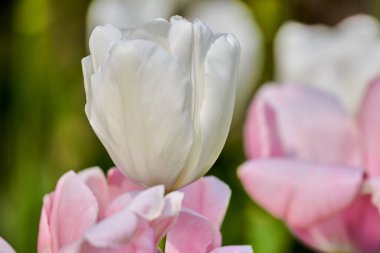 Baharda beyaz lale çiçekleri, arka planda bulanık laleler, yumuşak seçici odak, lale yakın plan