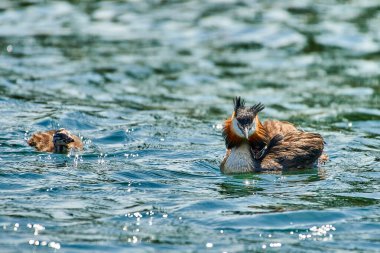 Büyük ibikli yunus balığı gölde yavrularının yanında yüzüyor.